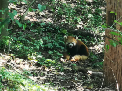 活泼的熊猫，懒懒的熊猫，还有筑在竹子上的鸟窝