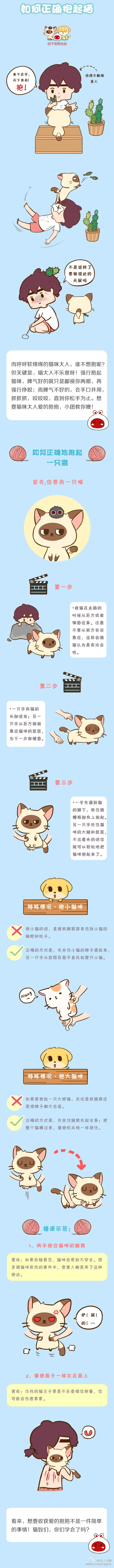 如何正确抱起猫 ~ 团子宠物漫画