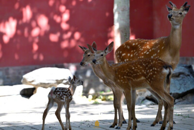 故宫博物院（图源微博）