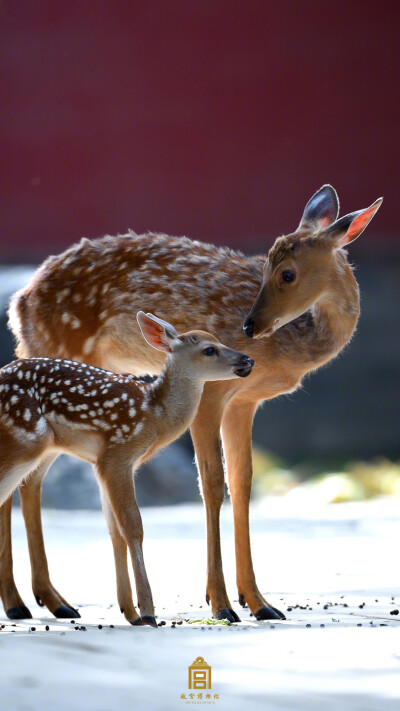 故宫博物院（图源微博）
