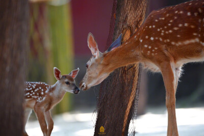 故宫博物院（图源微博）