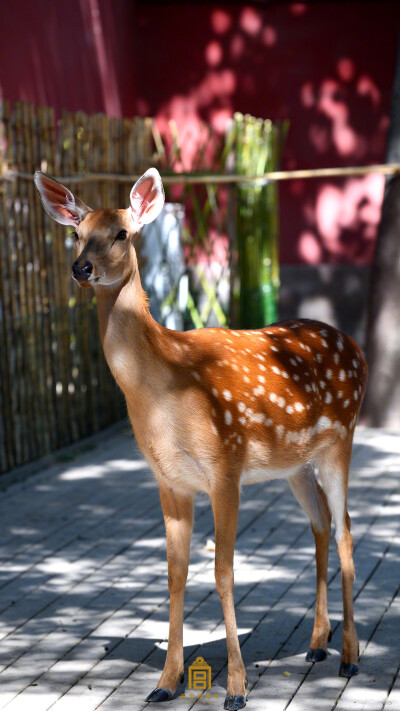 故宫博物院（图源微博）