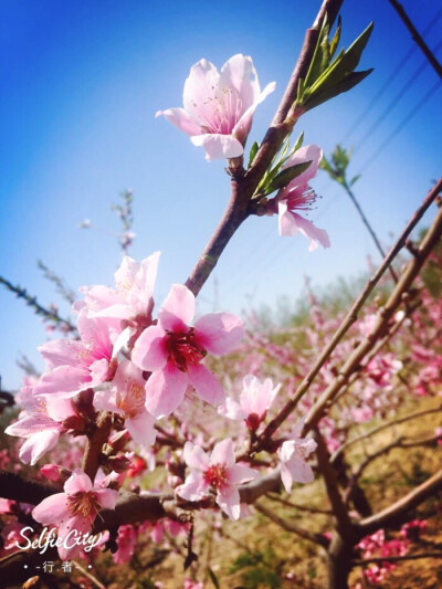未见花开，已然花败。
花满几时？败几分？
—— 行.者