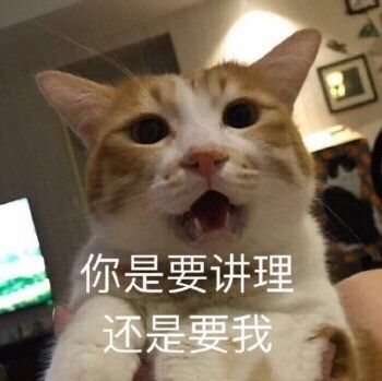 表情包猫咪