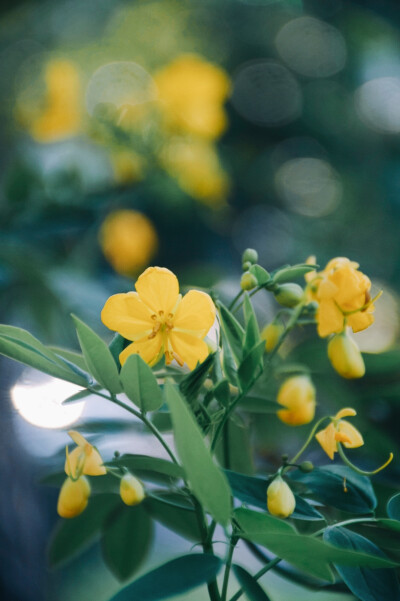 闲来赏花·双荚决明
photo by 川島云鶴