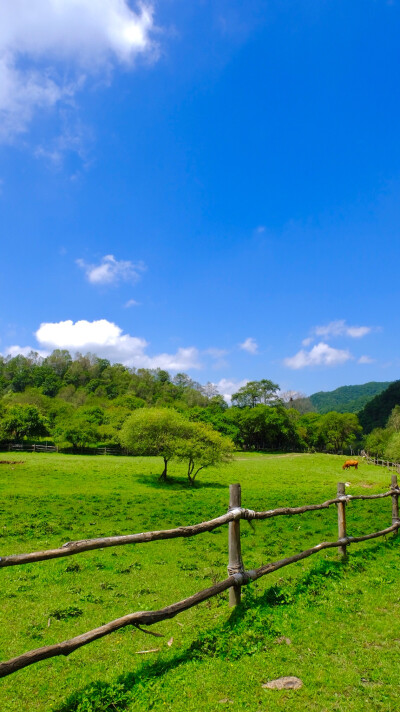 草地 蓝天