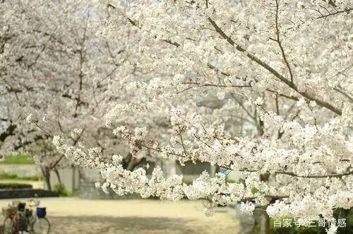 繁花