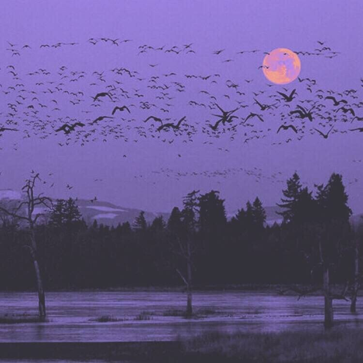 紫色仙子传送门