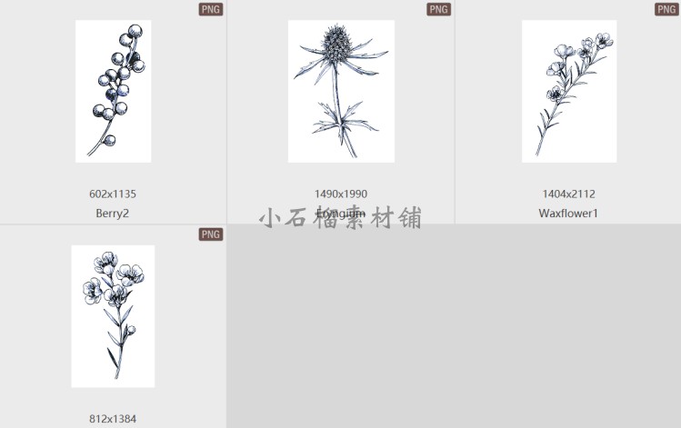 手绘彩铅钢笔黑白线稿花卉果实叶子临摹学习PNG图片临摹素材20