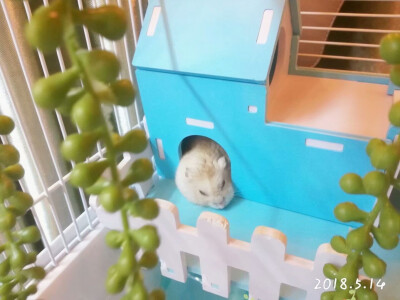 仓鼠 萌 萌宠 可爱