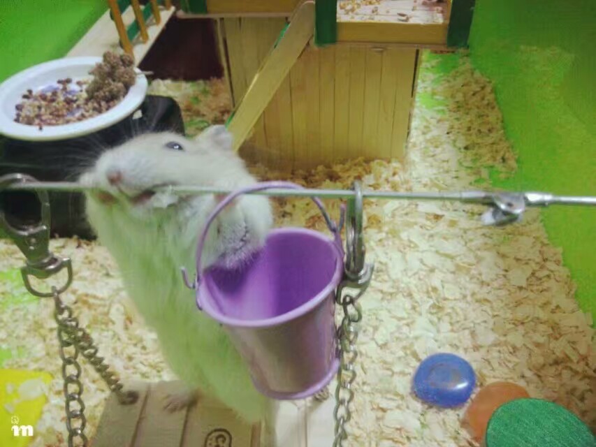 仓鼠 萌 萌宠 可爱