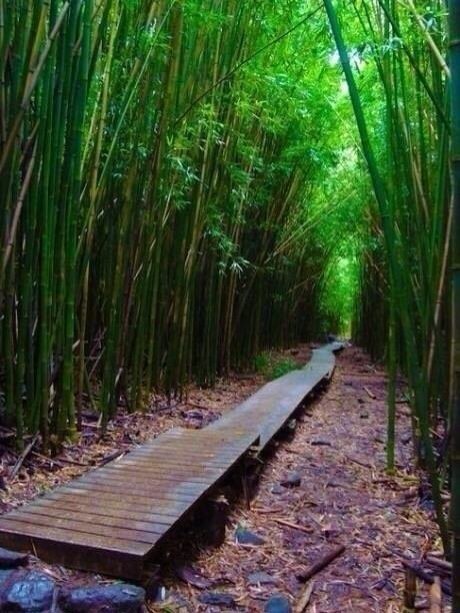 “曲径通幽处，禅房花木深。”〜出处唐·常建《题破山寺后禅院》 ​