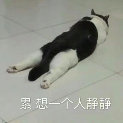 猫表情