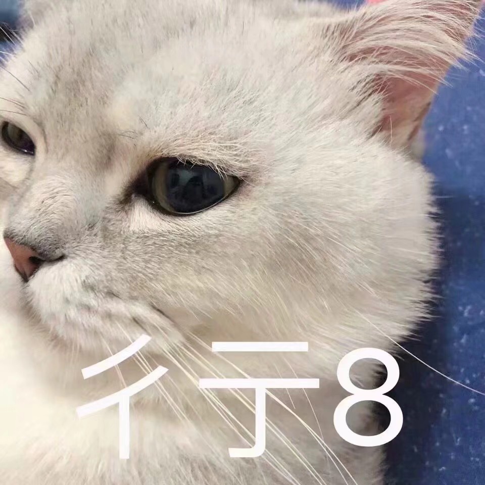 猫表情