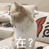 猫表情