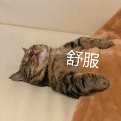 猫表情