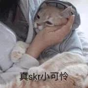 猫表情包