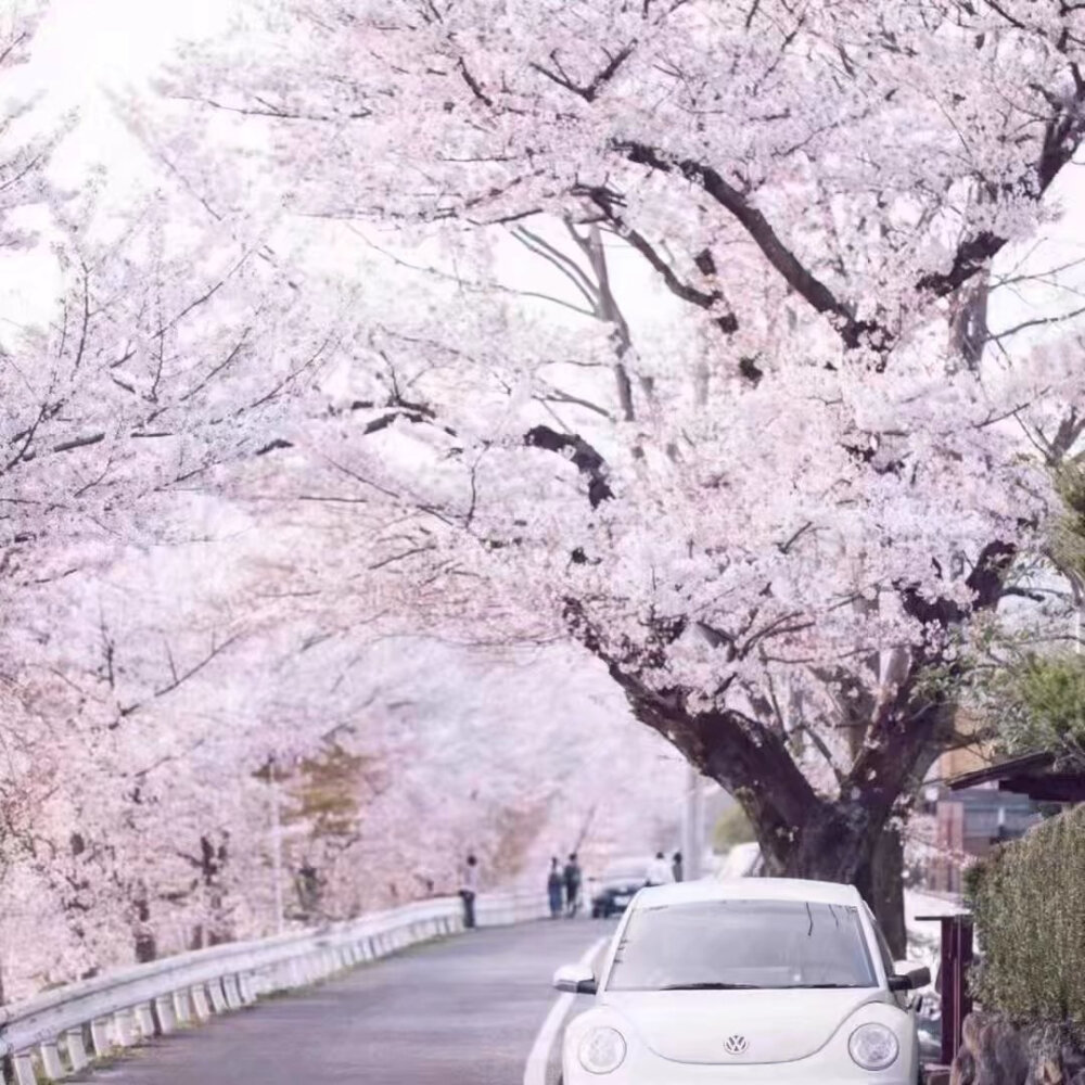 是樱花鸭