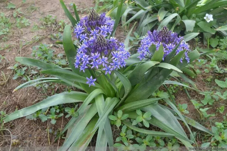 地中海蓝钟花