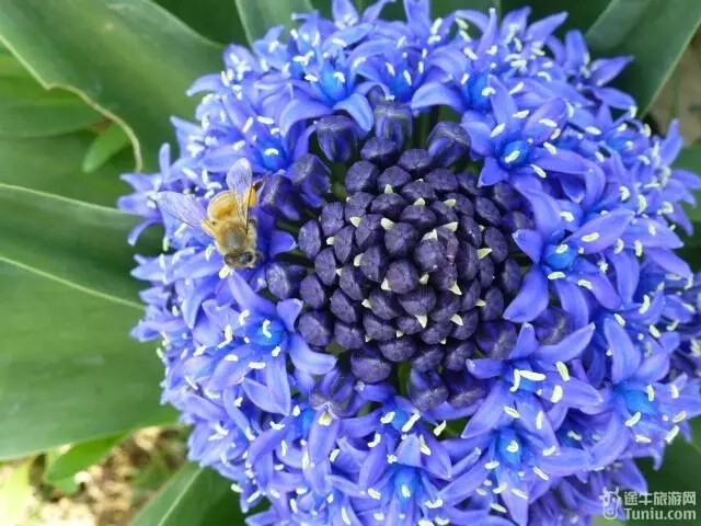 地中海蓝钟花