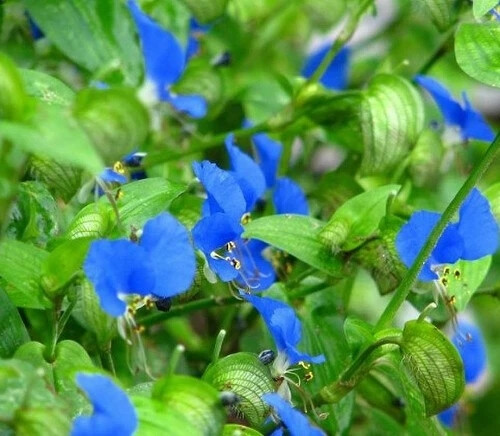 鸭跖草