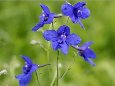 小花飞燕草