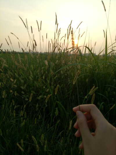 夕陽，狗尾巴草，我，還有你。