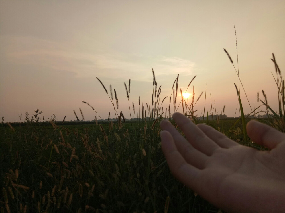 夕阳，狗尾巴草，我，还有你。