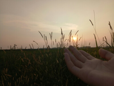 夕陽，狗尾巴草，我，還有你。