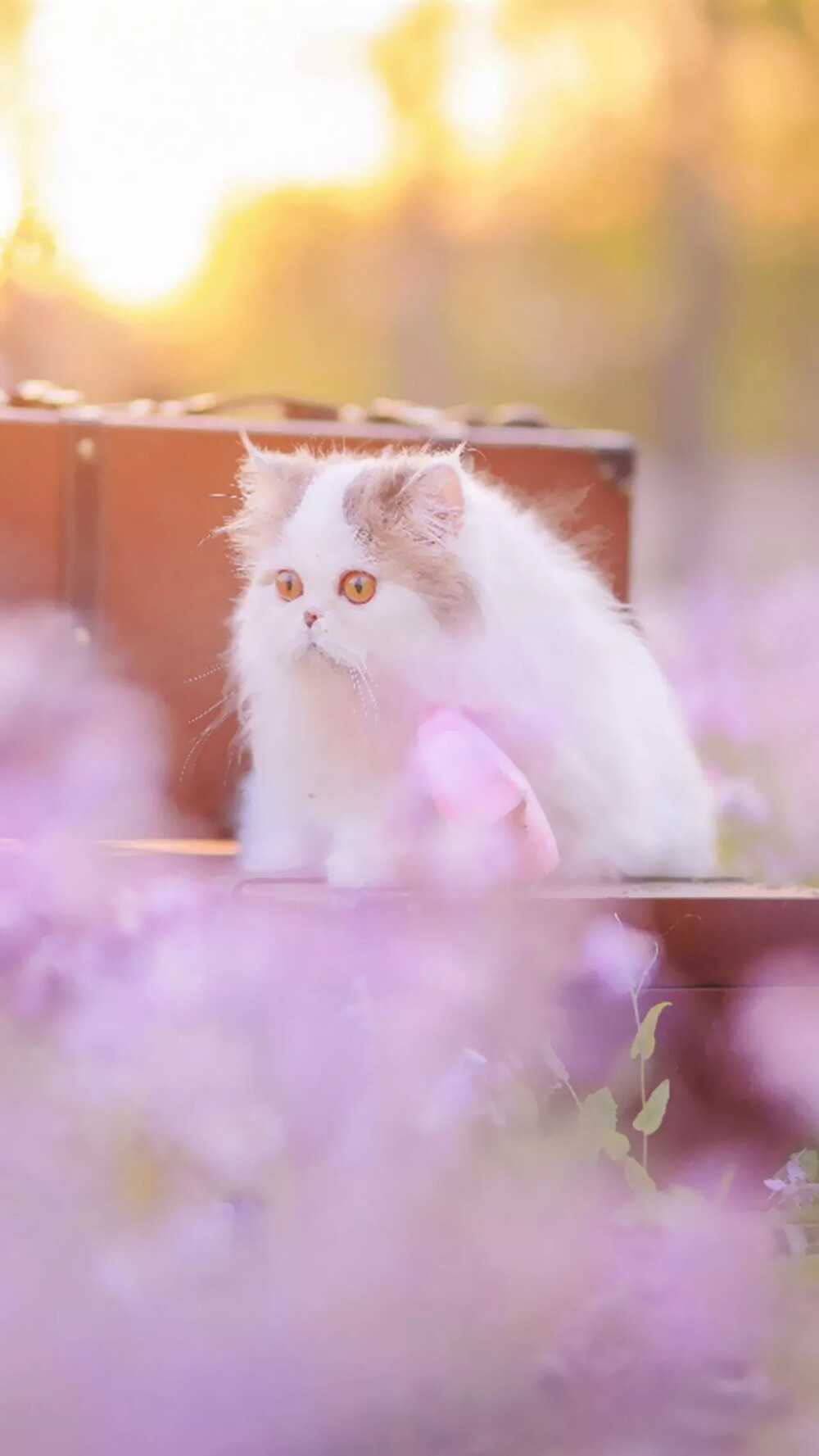 【 尐萌宠 】梦幻系列~粉色系~意境中的猫(^･ｪ･^)
ps:抱图点赞Yeah~