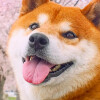 秋田犬