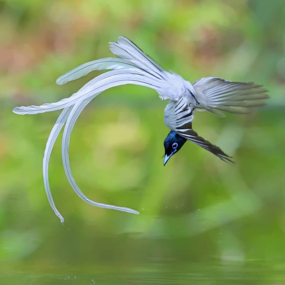 “白绶带鸟” Photo：陳承光（Ins：joinus12345） ​​​侵歉删