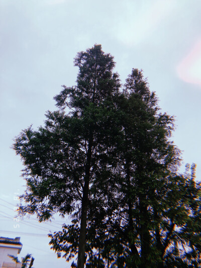 树木葱茏