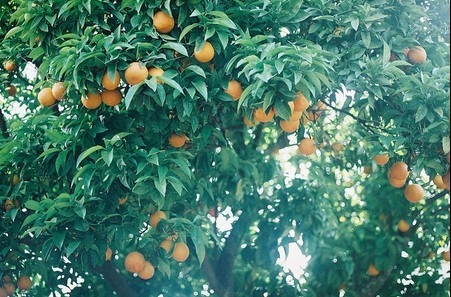 水果，fruit，血橙，苹果，草莓，花红，香水柠檬