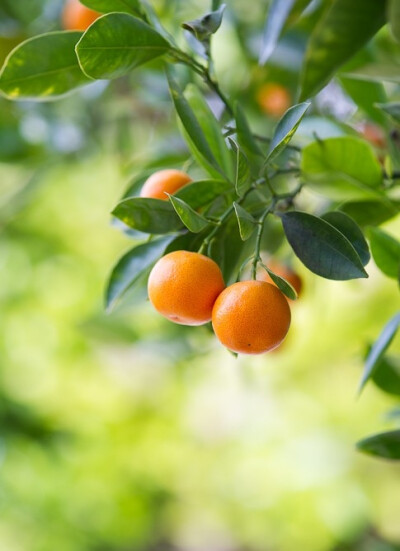 水果，fruit，黑莓，橘子，蟠桃，葡萄，哈密瓜，橙子，