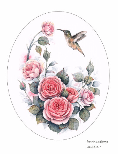 玫瑰蜂鸟