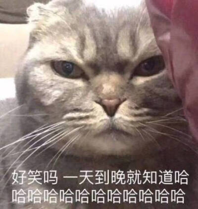 好笑吗？？？！