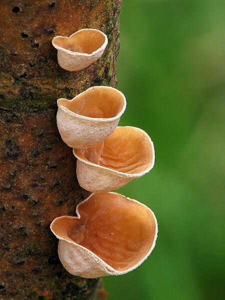 蘑菇- 堆糖,美图壁纸兴趣社区