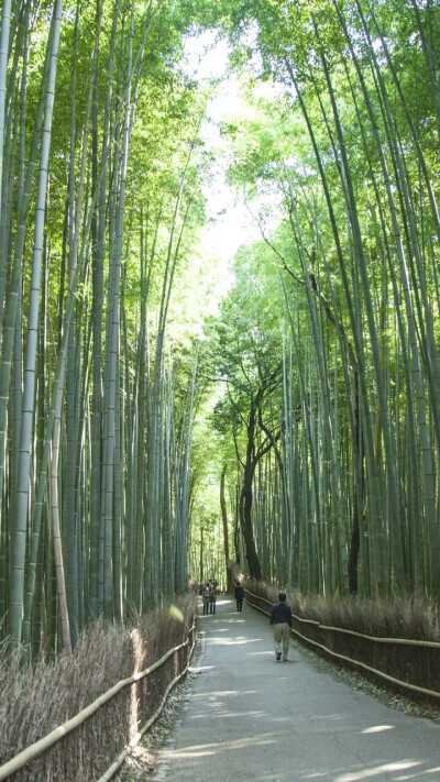 日本岚山嵯峨野竹林