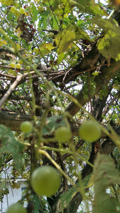 夏天该有的味道
