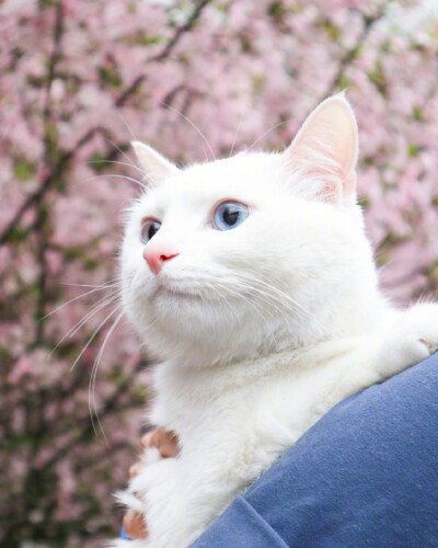 上帝很有意思，猫喜欢吃鱼，猫却不能下水，鱼喜欢吃蚯蚓，鱼却不能上岸。人生，就是一边拥有，一边失去;一边选择，一边放弃。 人生，哪有事事如意，生活，哪有样样顺心。所以，不和别人较真，因为不值得，不和自己较…