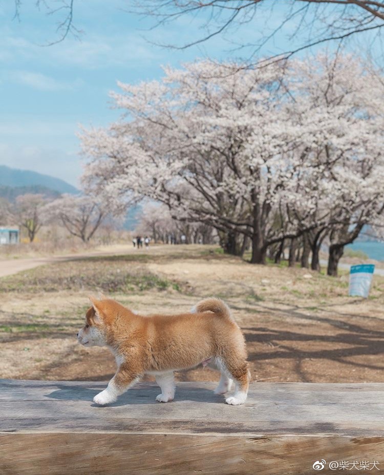 赏花大使 Instagram：hello_shiba ​