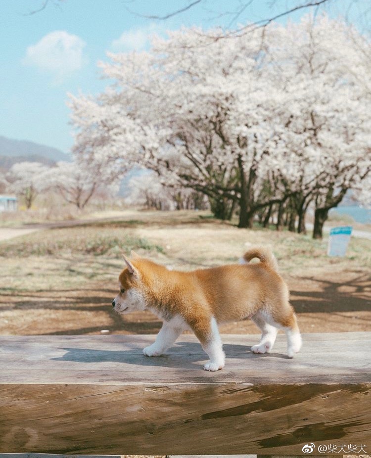 赏花大使 Instagram：hello_shiba ​