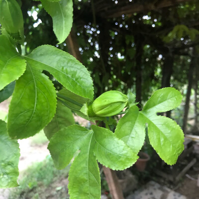 西番莲（百香果花）