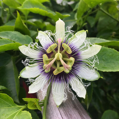 西番莲（百香果花）