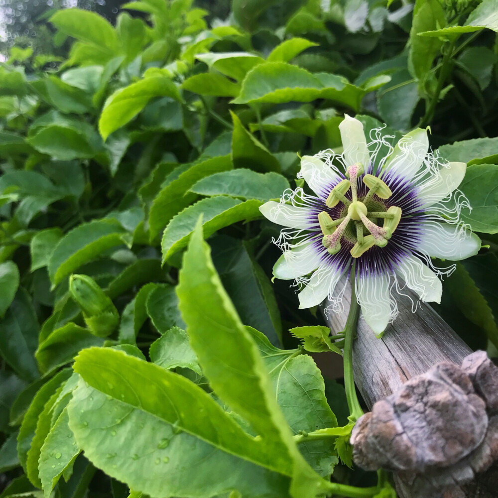 西番莲（百香果花）