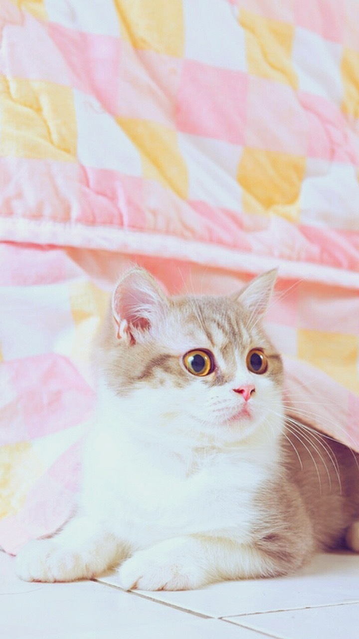 孤独的像条狗