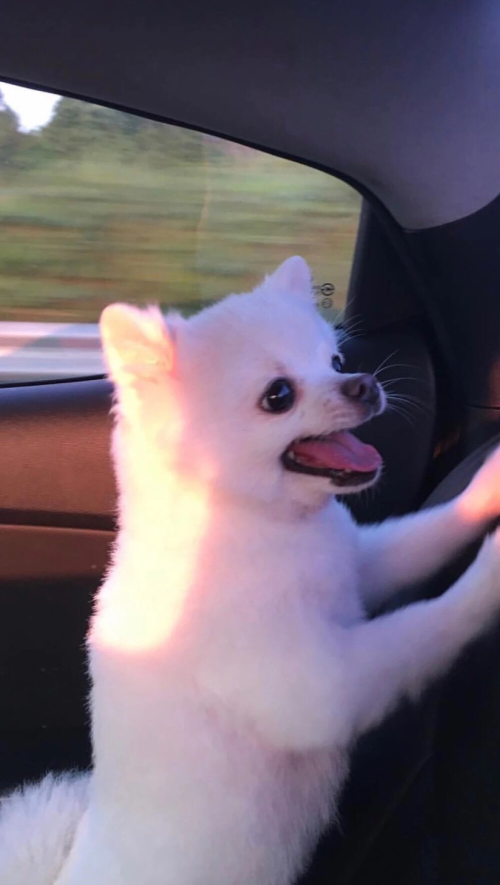 孤独的像条狗