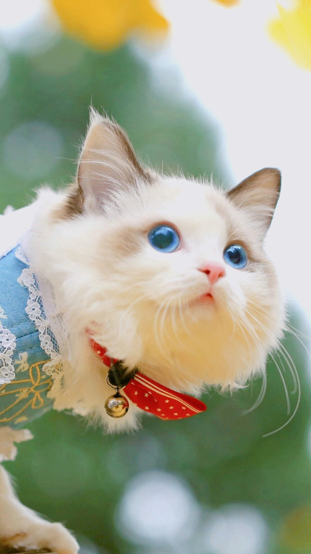 孤独的像条狗