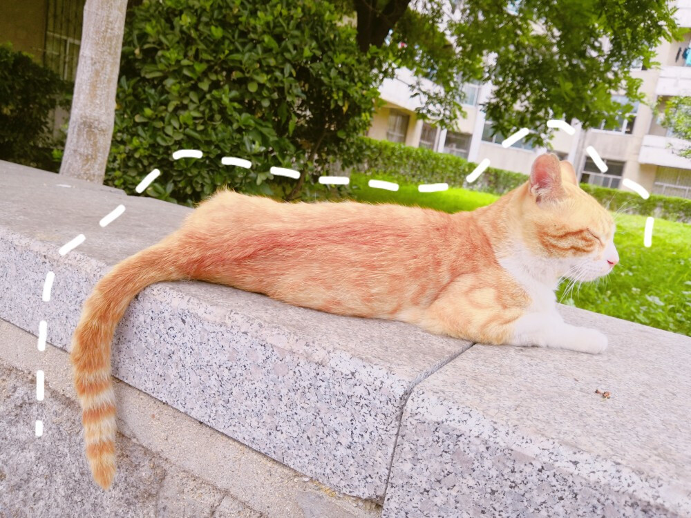 学校的流浪猫 小桔桔